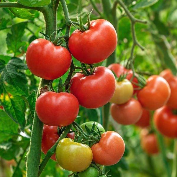 Bangladeshi Sour Round Tomato Seeds | Traditional Tok Flavour | UK | টক টমেটো বীজ