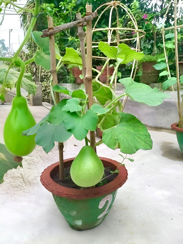 Bindu Lau (Pani Kadu) Bottle Gourd Seeds– Easy to Grow, Early Harvest, High Yield | Perfect for UK Beginners