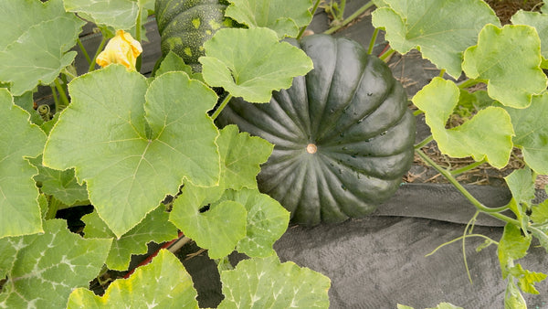 🇧🇩 Deep Green Skin Sweet Pumpkin Seeds | Large 5–8kg Fruits | Long-Storing UK Variety দেশী মিষ্টি কুমড়া