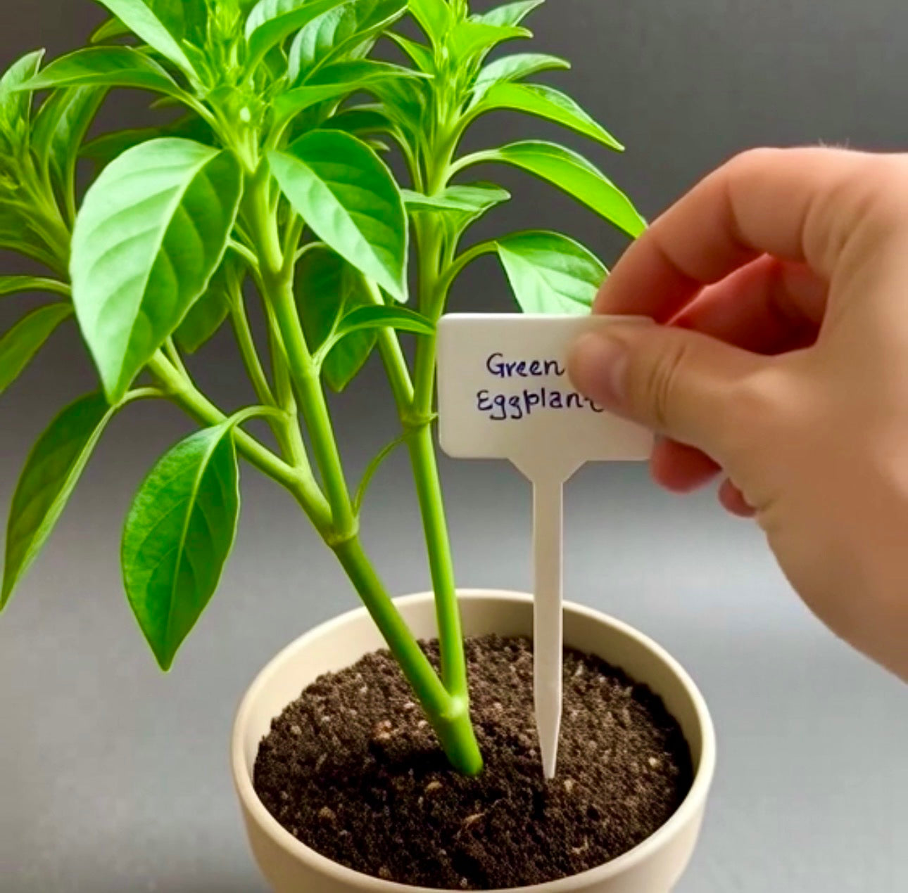 20pcs White Plastic Plant Labels – Reusable Garden Tags for Herbs, Seeds, Flowers & Potted Plants (Pointed)