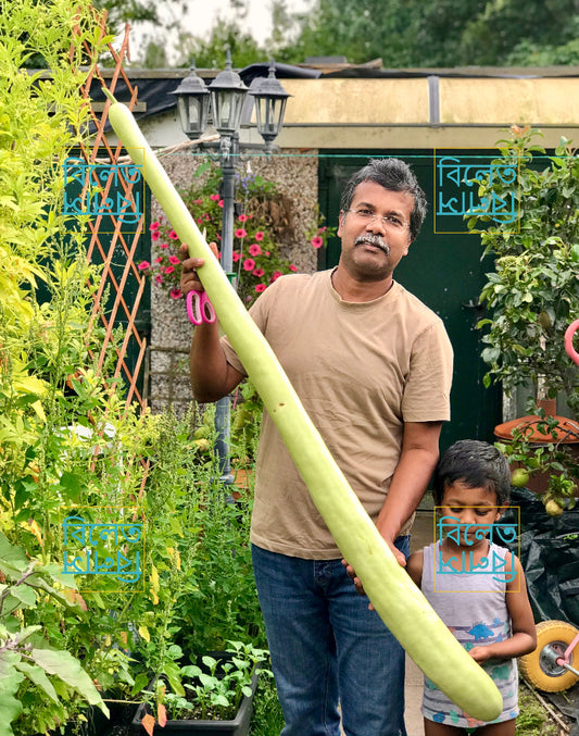 Long Italian Snake Gourd Seeds (Cucuzza) – Vigorous Climber, Edible Fruits Up to 2m long