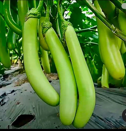 Soft Skin Super Tasty Tender Green Knight Slim Long Aubergine Eggplant Brinjal Seeds সবুজ লম্বা বেগুন Easy to Grow in UK