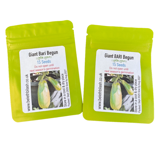 BARI Begun-12 Seeds: Giant Green Bangladeshi Aubergine - Easy to Grow in UK বারি বেগুন-১২