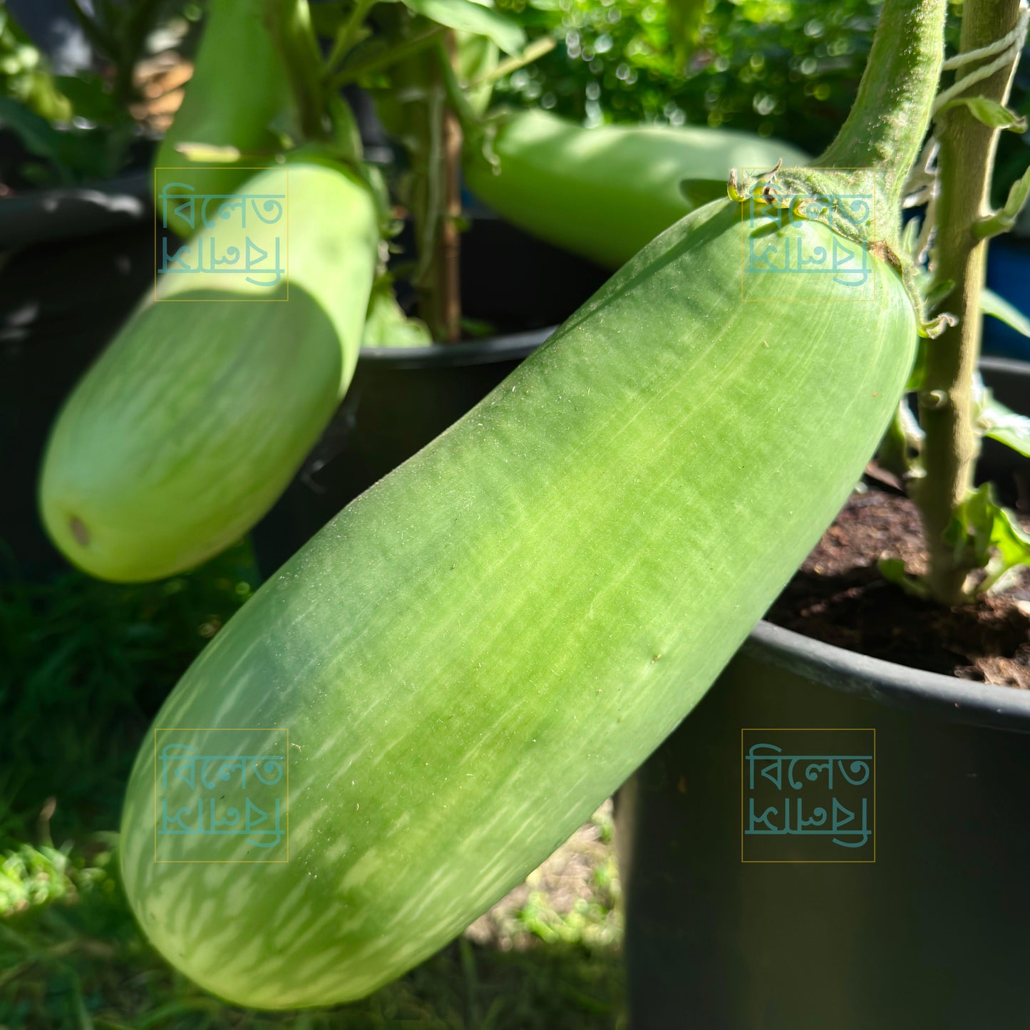 BARI Begun-12 Seeds: Giant Green Bangladeshi Aubergine - Easy to Grow in UK বারি বেগুন-১২