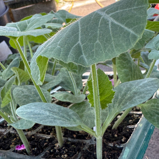 🇧🇩 Bangladeshi Golden Spotted Sweet Pumpkin Seedling (দেশী সোনালী মিষ্টি কুমড়া চারা)