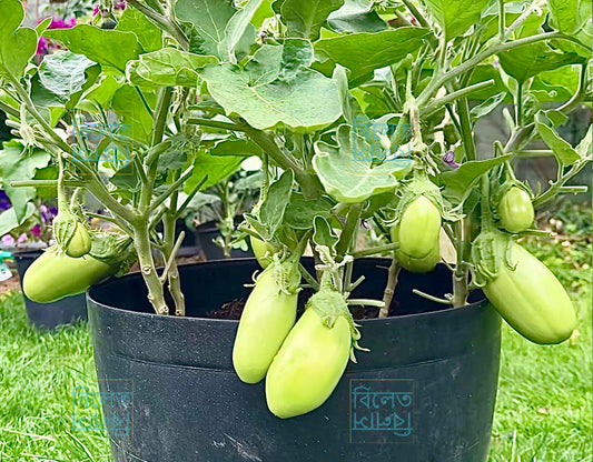 Bangladeshi Round green aubergine with smooth skin and creamy texture