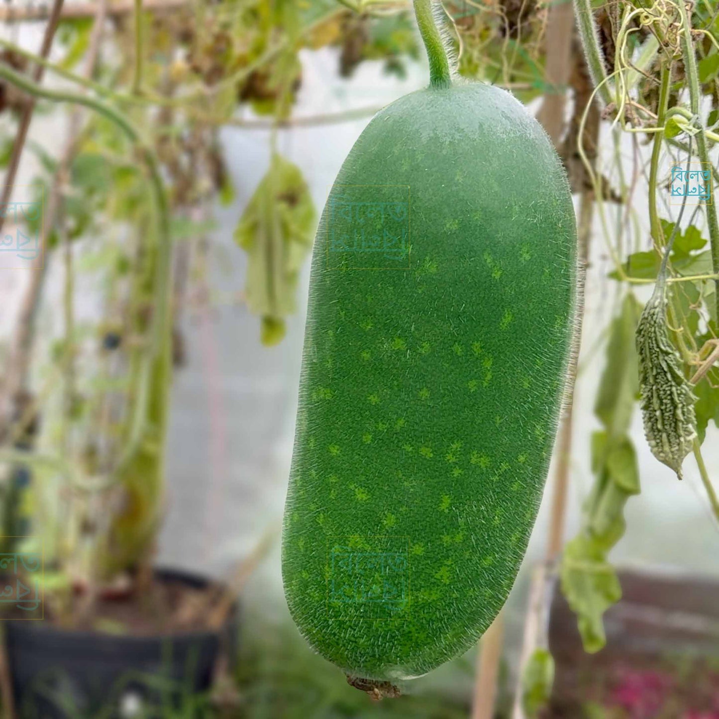 🇧🇩 Bangladeshi Chal Kumra চাল কুমড়া (Ash Gourd/ Wax Gourd/ Winter melon) Seedling – Grow the Real Taste of Home in the UK