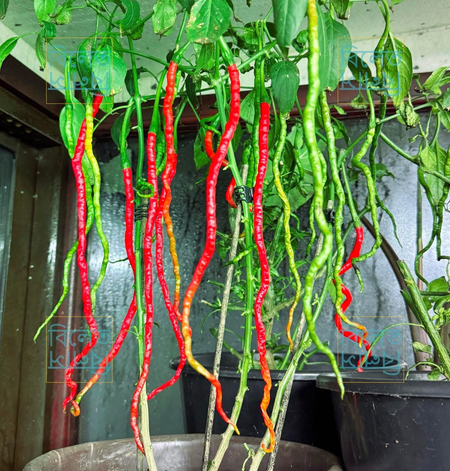 Thunder Mountain Longhorn Chilli Seeds – Extra Long Sweet Chilli | Rare Variety (চাপাই কোপাই মরিচের বীজ)