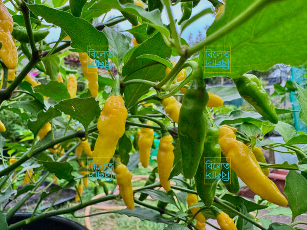 Yellow Submarine Chilli Seeds š¶ļø Rare & Exotic Ghee Flavoured Aromatic Chilli.