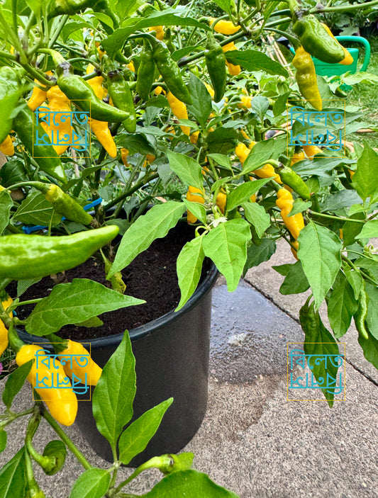 Yellow Submarine Chilli Seeds 🌶️
