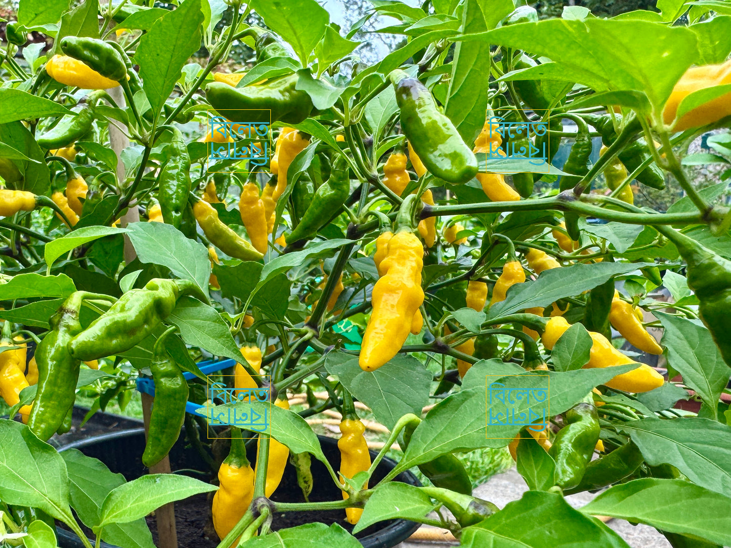 Yellow Submarine Chilli Seeds ๐ถ๏ธ