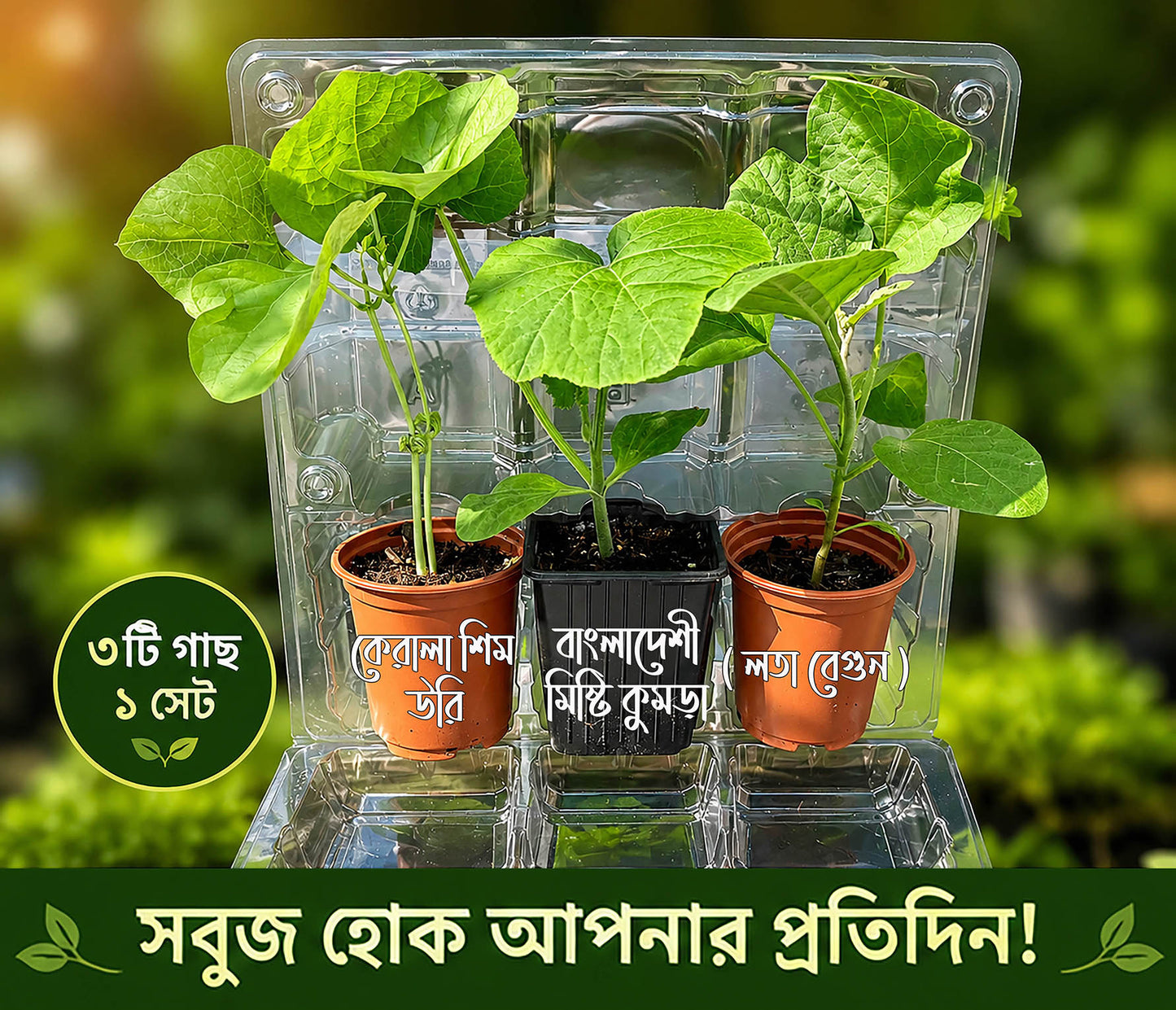 UK Deshi Garden Starter Pack – Kerala Sheem, Sweet Pumpkin/ Lau & Lota Begun Plants