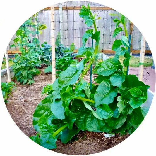 🇧🇩 Thick Stem Green Malabar Spinach Mota Doga Green Pui Shak Seeds মোটা ডগা পুঁই শাক বীজ