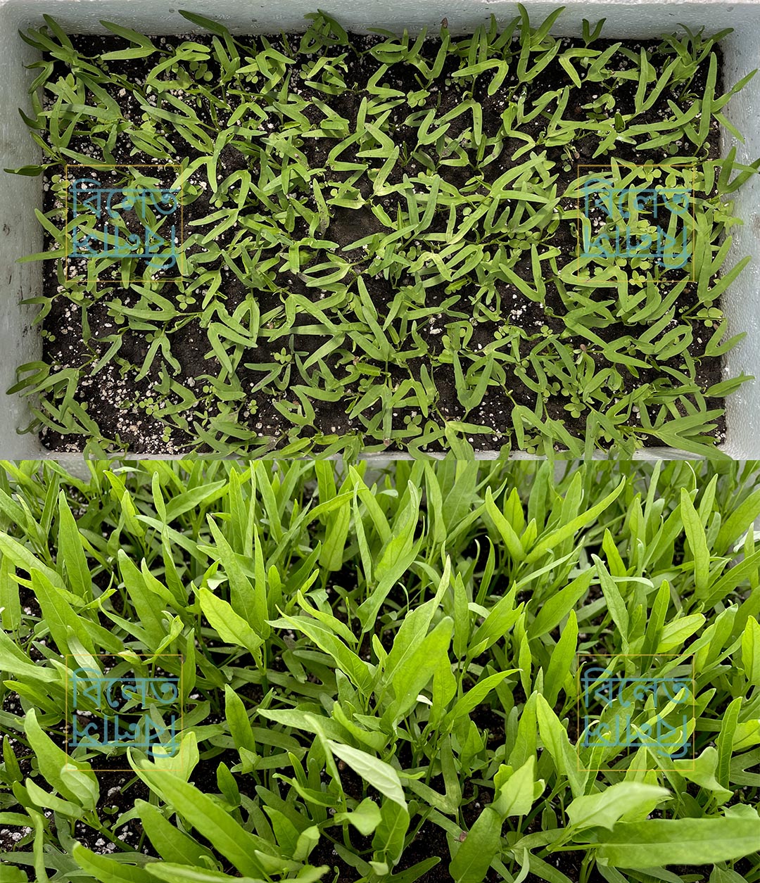 গিমা কলমী শাক Water Spinach Seeds (Gima Kolmi Shak) Thai Morning Glory Kangkong – Genuine Bangladeshi Seeds