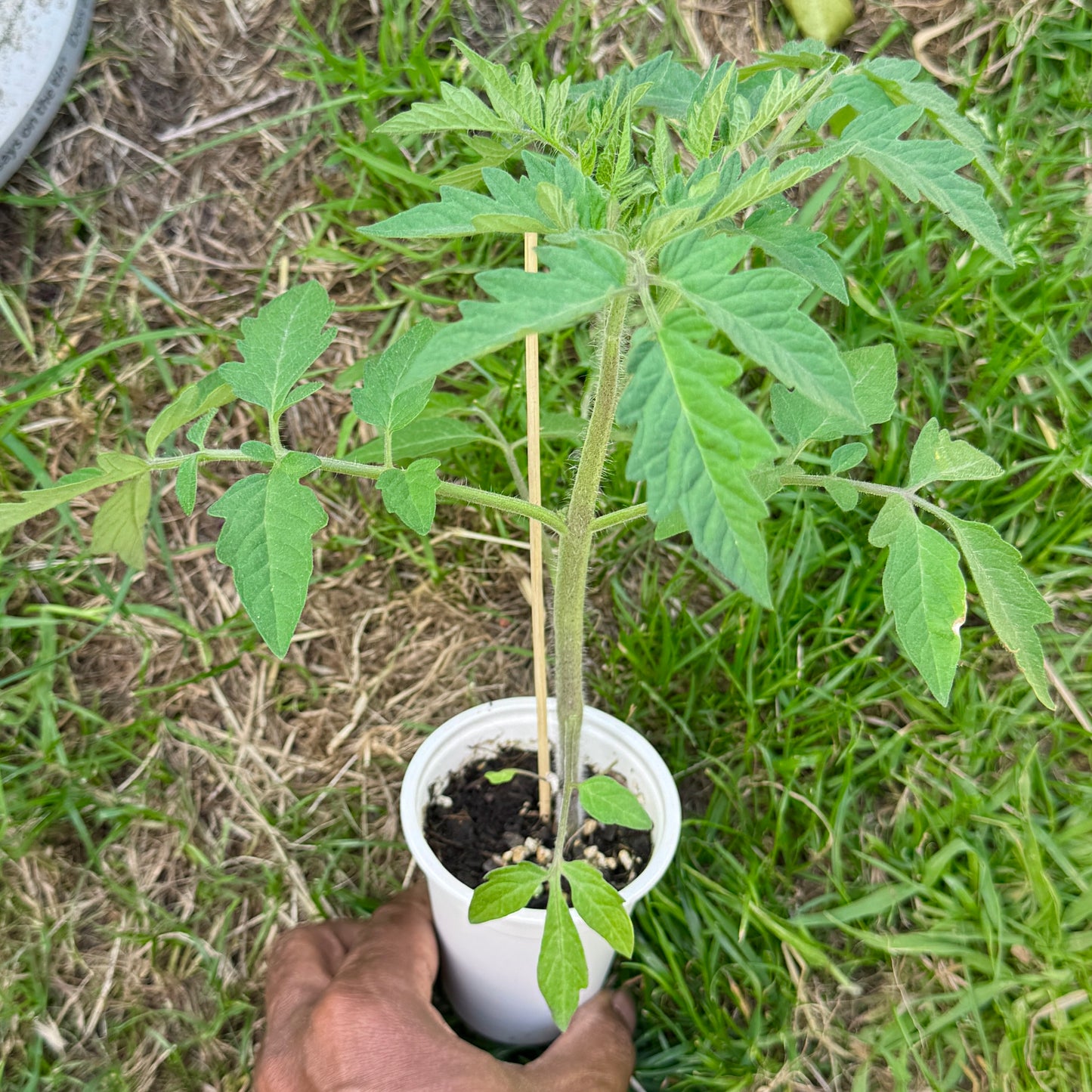 🍅 Super Tasty Yellow Tomato Seedlings (টমেটো চারা) | Soft, Delicious