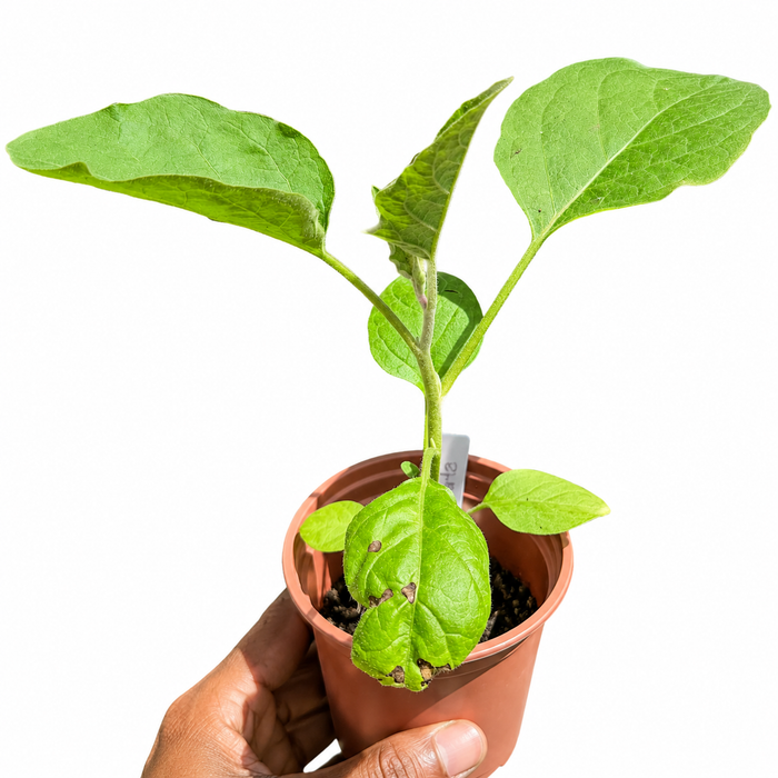 Plants