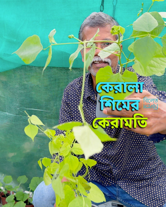 Kerala Sheem / Uri Bean Plant (কেরালা শিম উরি চারা) 1 pair Seedlings in a pot