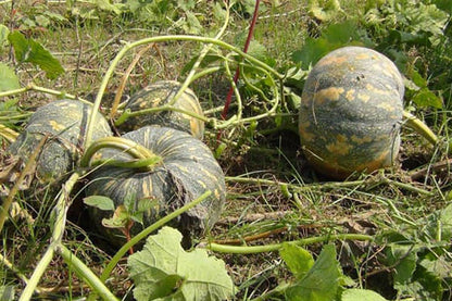 🇧🇩 All-Season Variety Sweet Pumpkin Seeds বারমাসি মিষ্টি কুমড়া