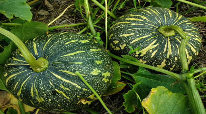 🇧🇩 All-Season Variety Sweet Pumpkin Seeds বারমাসি মিষ্টি কুমড়া