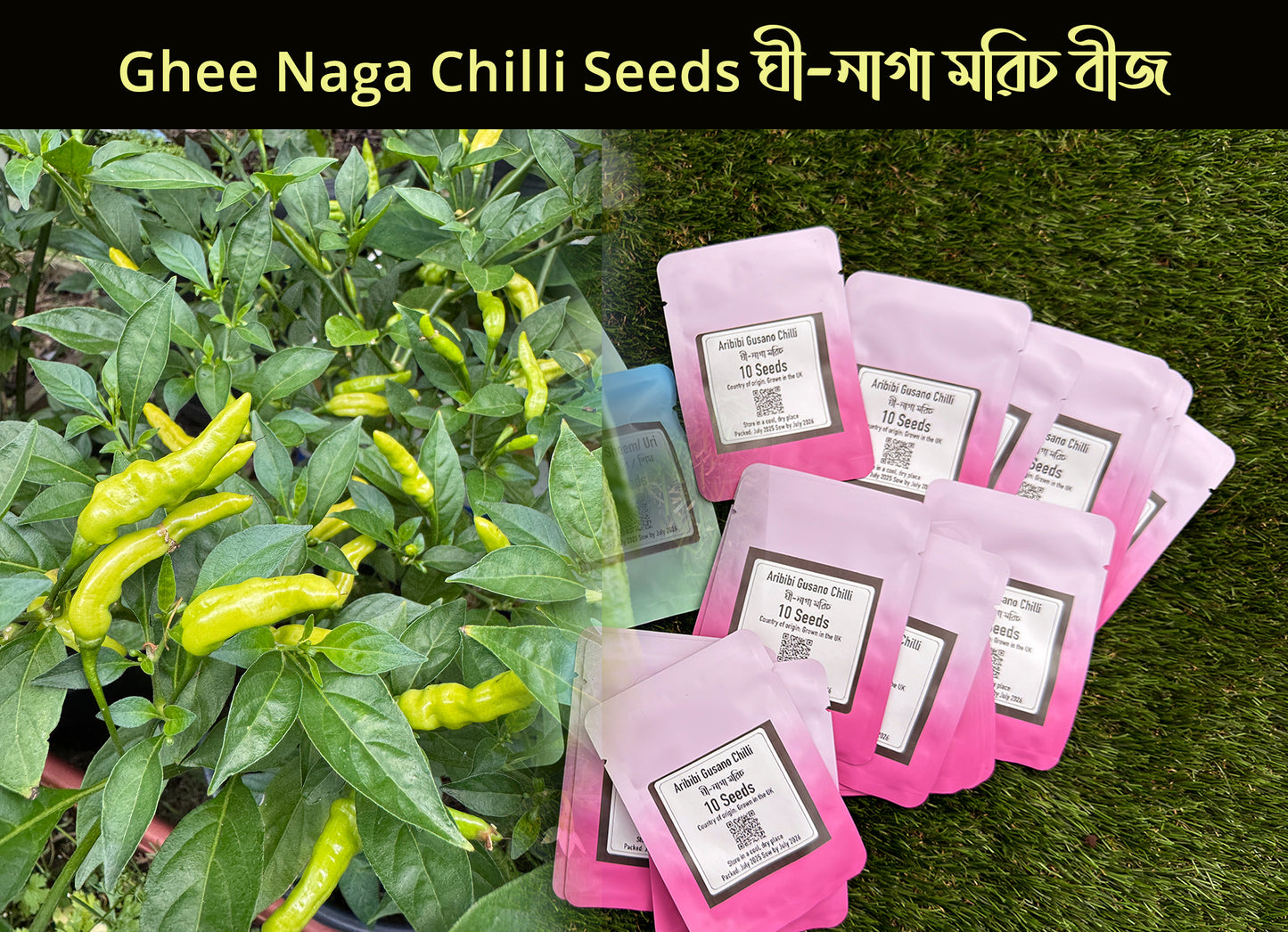 Ghee Naga Chilli Pepper Seeds (Aribibi Gusano Caterpillar Chilli ঘি-নাগা মরিচ বীজ)