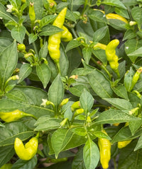Aribibi Gusano Caterpillar Ghee Naga Chilli Pepper Seeds ( ভাইরাল ঘি-নাগা মরিচ বীজ)