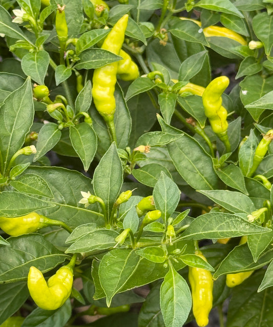 Aribibi Gusano Caterpillar Ghee Naga Chilli Seedlings  (ভাইরাল ঘি-নাগা মরিচ চারা)