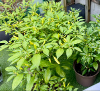 Aribibi Gusano Caterpillar Ghee Naga Chilli Pepper Seeds ( ভাইরাল ঘি-নাগা মরিচ বীজ)