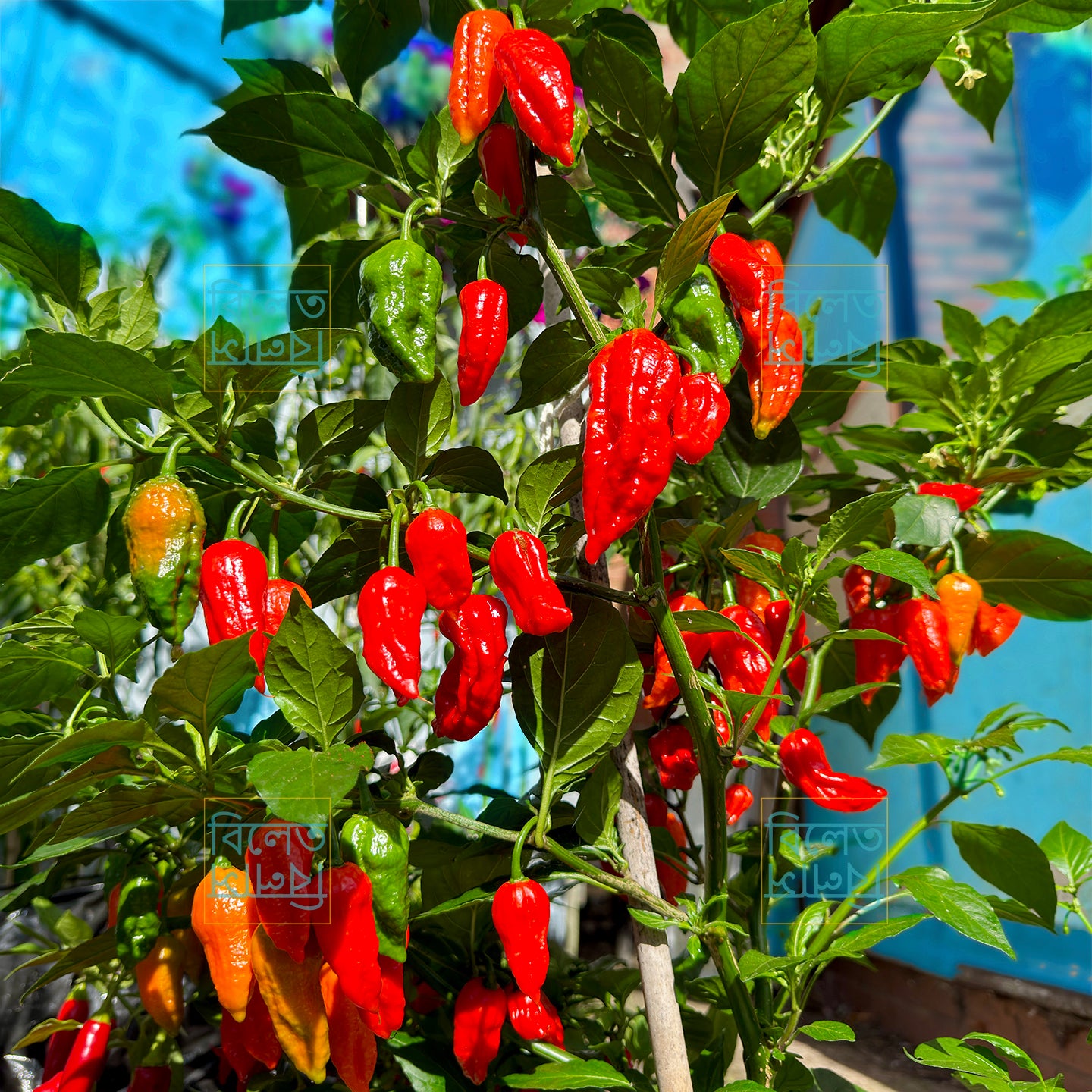 Authentic Bangladeshi Bombai  Chilli Seeds কামরাঙ্গা মরিচ🌶️ Catastrophic Heat & Aroma