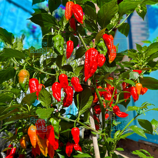 Authentic Bangladeshi Bombai  Chilli Seeds কামরাঙ্গা মরিচ🌶️ Catastrophic Heat & Aroma