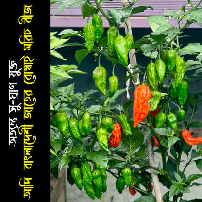 Authentic Bangladeshi Bombai  Chilli Seeds কামরাঙ্গা মরিচ🌶️ Catastrophic Heat & Aroma