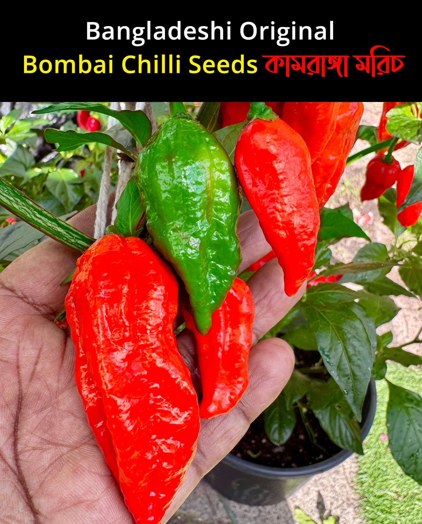 Authentic Bangladeshi Bombai  Chilli Seeds কামরাঙ্গা মরিচ🌶️ Catastrophic Heat & Aroma