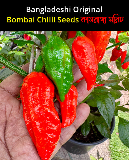 Authentic Bangladeshi Bombai  Chilli Seeds কামরাঙ্গা মরিচ🌶️ Catastrophic Heat & Aroma