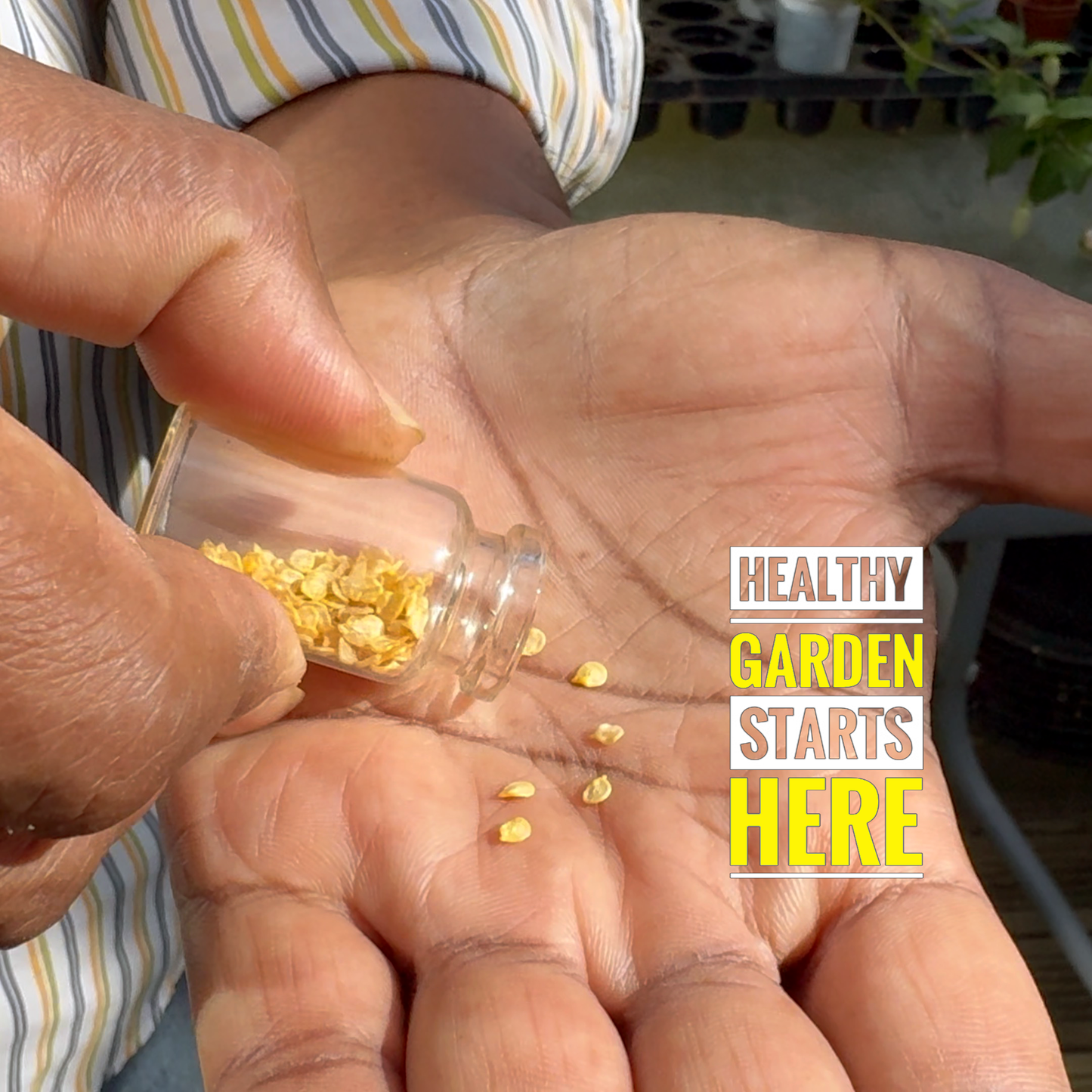 Authentic Bangladeshi Bombai  Chilli Seeds কামরাঙ্গা মরিচ🌶️ Catastrophic Heat & Aroma