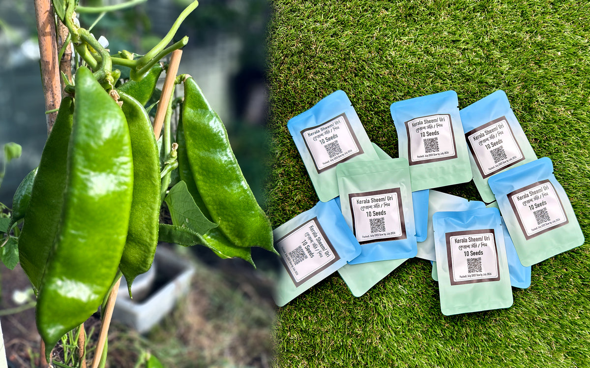 Kerala Sheem Seeds UK | Kerala Uri Hyacinth Bean Seeds