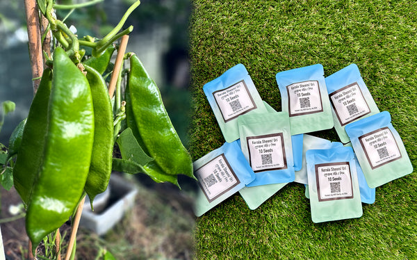 Kerala Sheem Seeds UK | Kerala Uri Hyacinth Bean Seeds