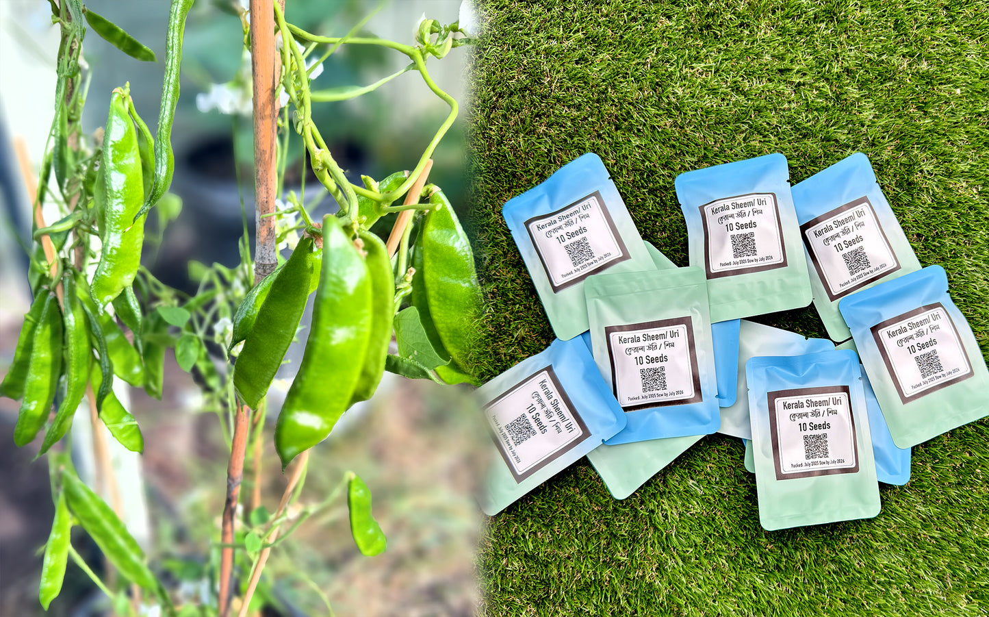 Kerala Sheem / Uri Seeds কেরালা শিম বীজ