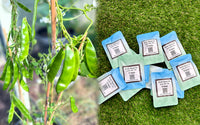 Kerala Sheem Seeds UK | Kerala Uri Hyacinth Bean Seeds