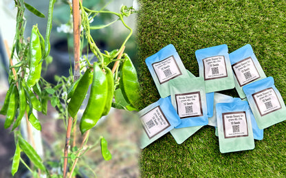 Kerala Sheem / Uri Seeds কেরালা শিম বীজ