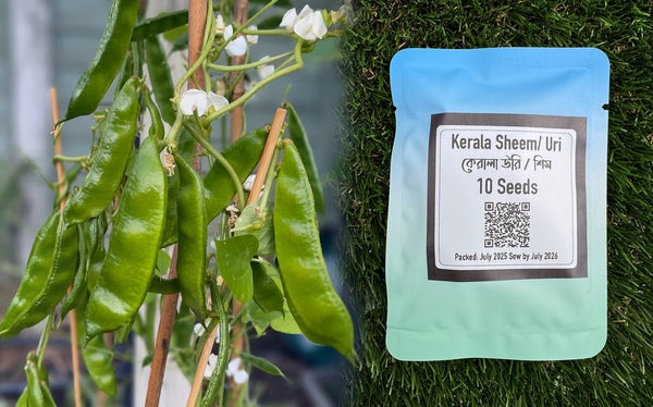 Kerala Sheem Seeds UK | Kerala Uri Hyacinth Bean Seeds