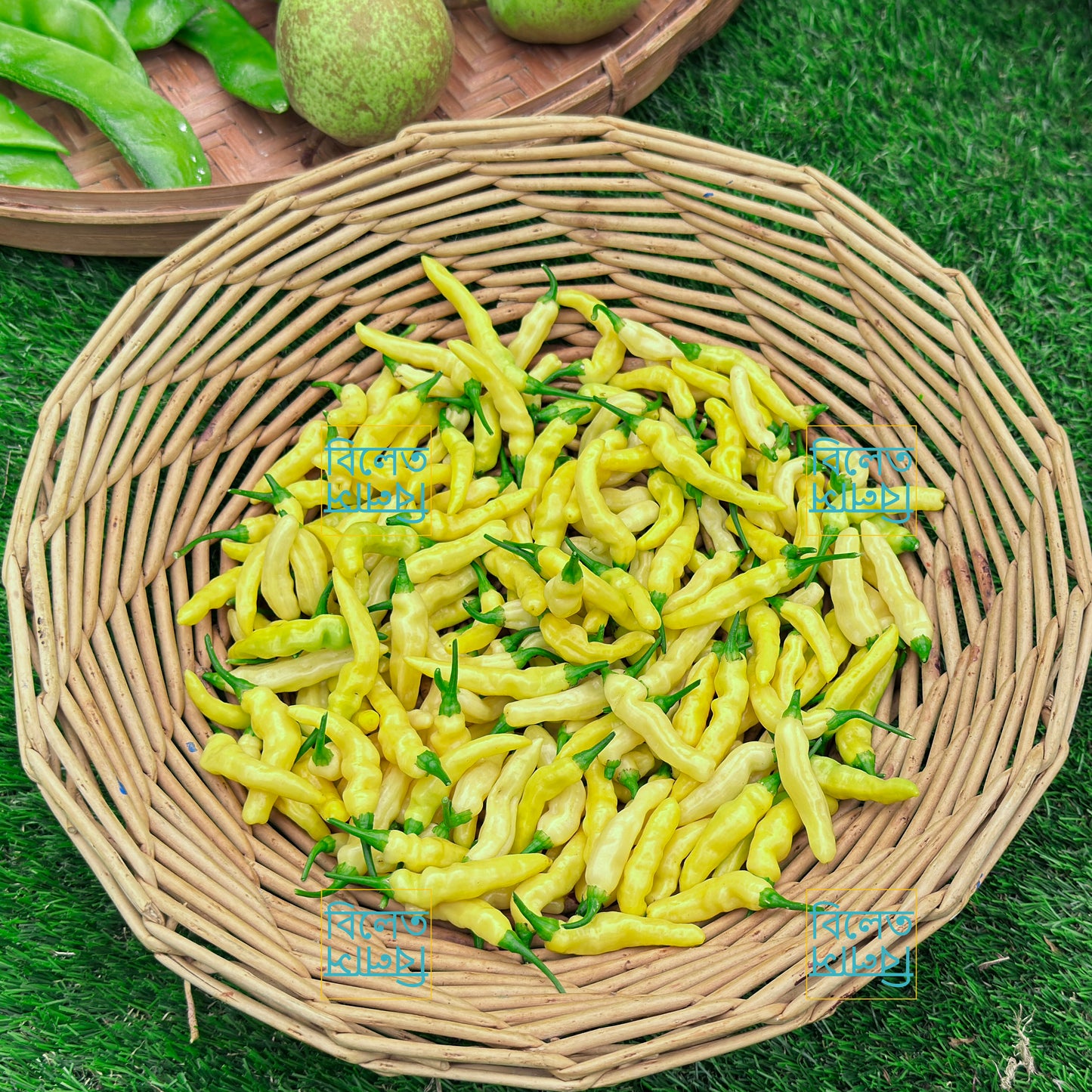 Ghee Naga Chilli Pepper Seeds (Aribibi Gusano Caterpillar Chilli ঘি-নাগা মরিচ বীজ)