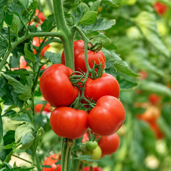 Bangladeshi Sour Round Tomato Seeds | Traditional Tok Flavour | UK | টক টমেটো বীজ