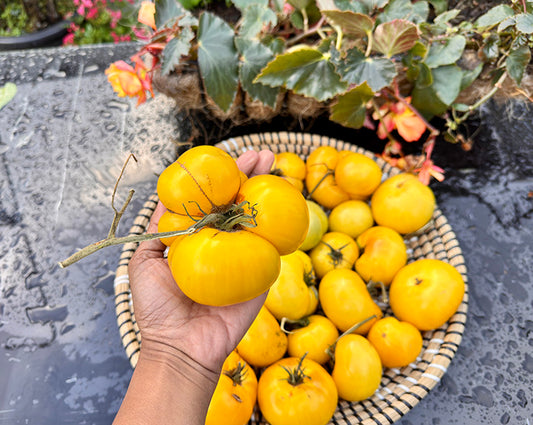 🍅 Super Tasty Yellow Tomato Seedlings (টমেটো চারা) | Soft, Delicious