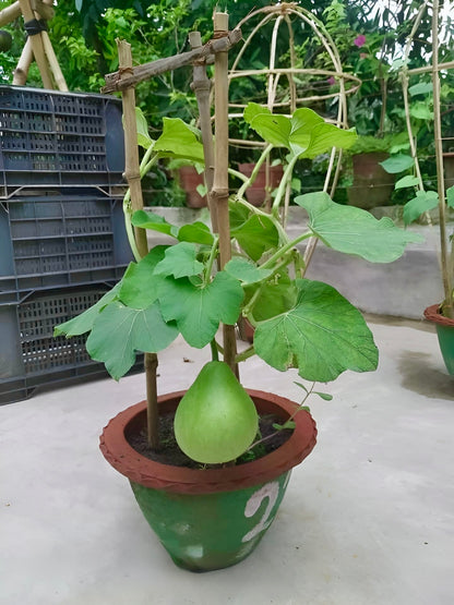 Bindu Lau Seedling plant (বিন্দু লাউ চারা)