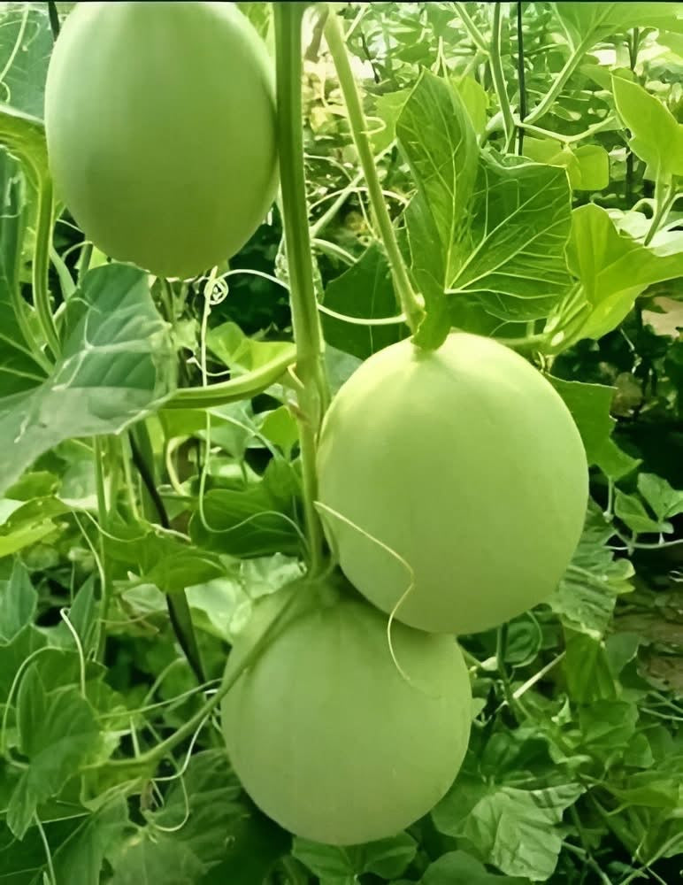Bindu Lau (Pani Kadu) F1 Hybrid Bottle Gourd Seeds– Easy to Grow, Early Harvest, High Yield | Perfect for UK Beginners