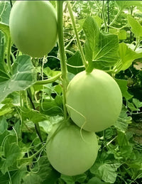 Bindu Lau (Pani Kadu) Bottle Gourd Seeds– Easy to Grow, Early Harvest, High Yield | Perfect for UK Beginners