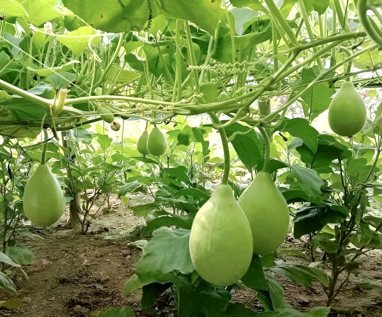Bindu Lau (Pani Kadu) F1 Hybrid Bottle Gourd Seeds– Easy to Grow, Early Harvest, High Yield | Perfect for UK Beginners