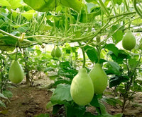 Bindu Lau (Pani Kadu) Bottle Gourd Seeds– Easy to Grow, Early Harvest, High Yield | Perfect for UK Beginners