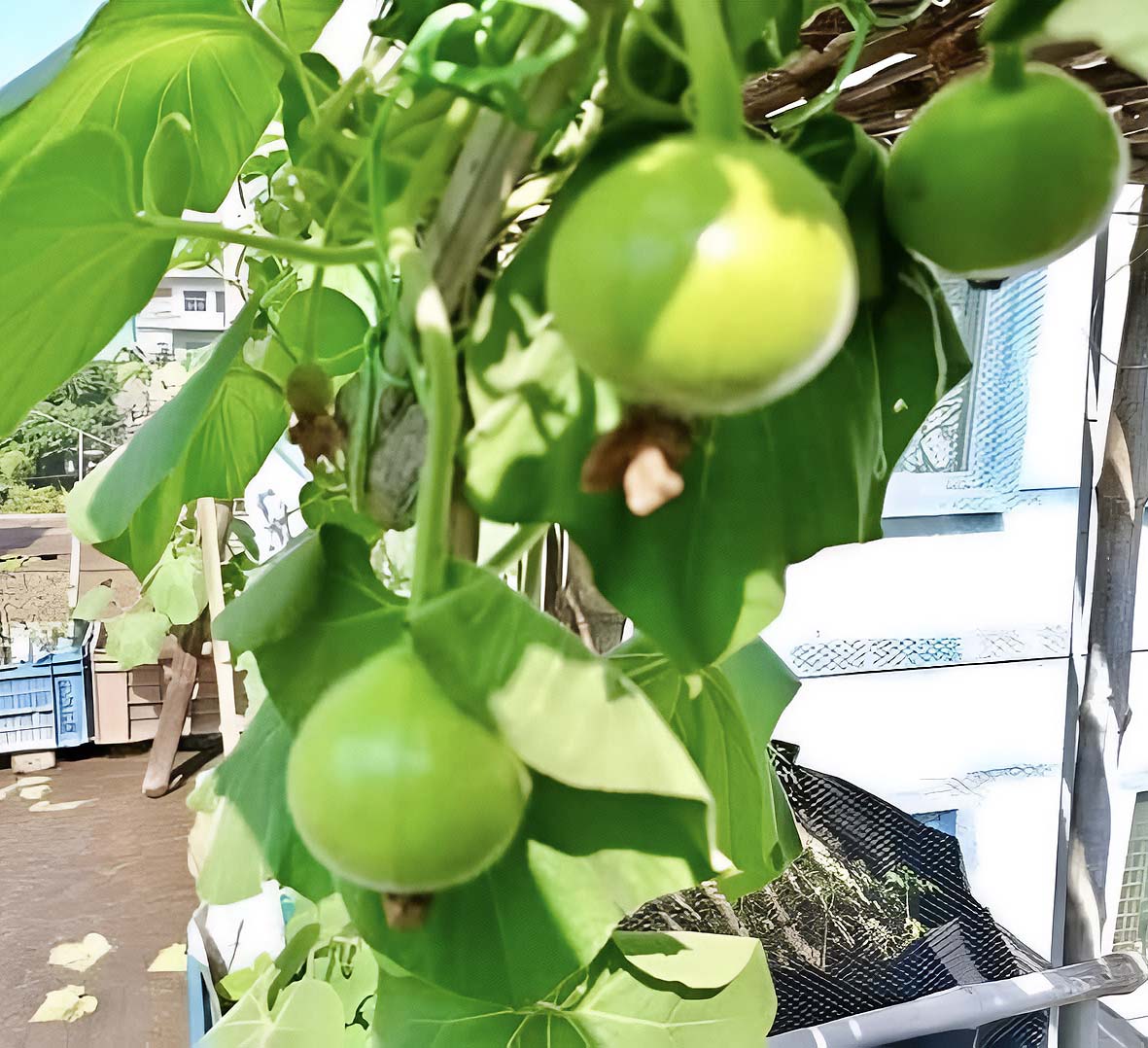 Bindu Lau Seedling plant (বিন্দু লাউ চারা)