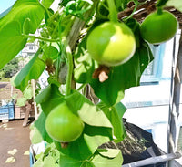 Bindu Lau (Pani Kadu) Bottle Gourd Seeds– Easy to Grow, Early Harvest, High Yield | Perfect for UK Beginners