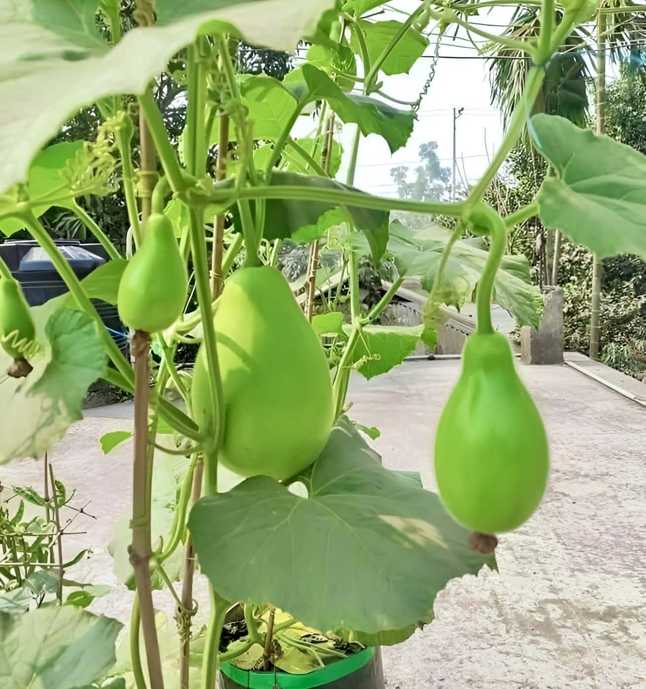 Bindu Lau Seedling plant (বিন্দু লাউ চারা)